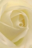 Drawn into the intimate embrace of this cream-white rose, one senses the artistry and emotion poured in by Chase Cross's talented florists. Each petal curls softly inward, their matte texture inviting gentle touch, while the luminous ivory tones shimmer as light falls through a nearby window. The shadows cast between each delicate fold create a sense of quiet drama, recalling the stillness of dawn along Chase Cross's neighbourhood lanes. The rose exudes both peacefulness and understated power-an emblem of reverence and admiration perfect for conveying sympathy or celebrating new milestones. Its nearly translucent outer petals suggest fragility, yet their flawless arrangement reveals resilience and the wisdom of nature guided by expert hands. With a scent as subtle and sweet as morning dew clinging to local hedgerows, this single bloom embodies heartfelt gestures, the depth of emotion, and the comfort of homegrown beauty. A true reflection of Chase Cross's gentle charm and community spirit, ready to bring solace or joy in any season to homes and occasions across the area.